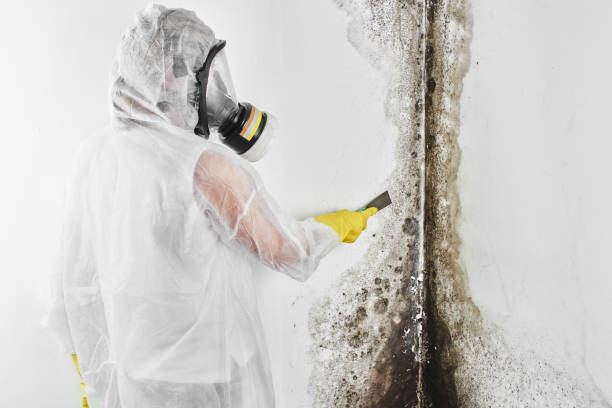 Best Basement Mold Remediation in Spring Lake Park, MN