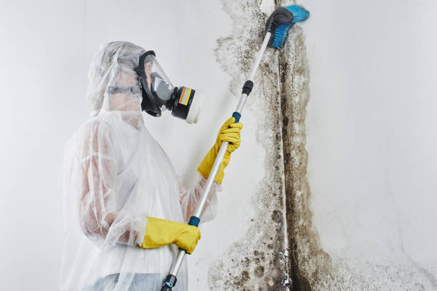 Best Bathroom Mold Remediation in Spring Lake Park, MN