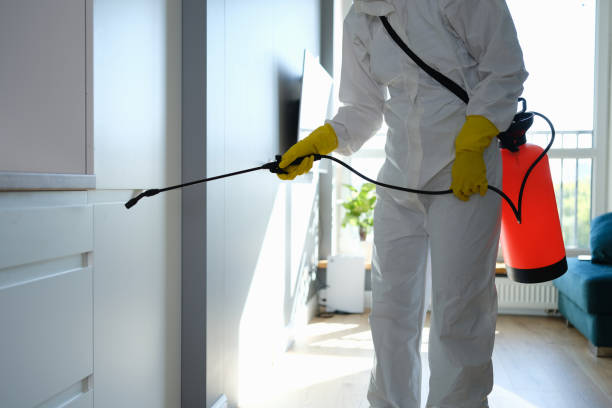 Best Residential Mold Remediation in Spring Lake Park, MN