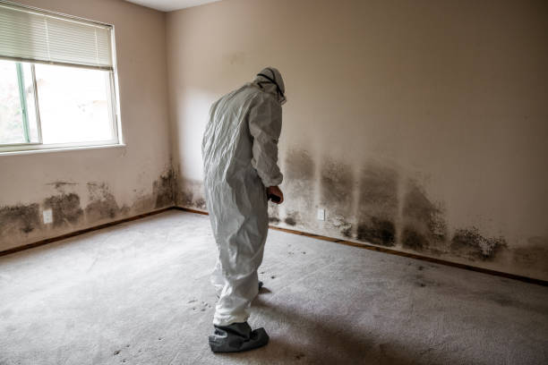 Best Kitchen Mold Remediation in Spring Lake Park, MN