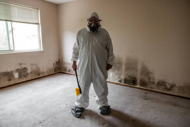 Best Post-Flood Mold Remediation in Spring Lake Park, MN