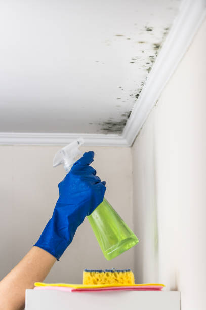Best Industrial Mold Remediation in Spring Lake Park, MN