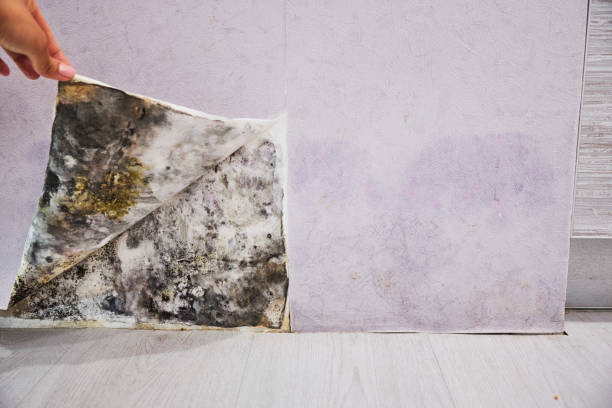 Best Localized Mold Remediation (e.g., coastal areas, humid climates) in Spring Lake Park, MN